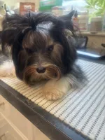 Georgio, a male Biewer for sale in Roslyn Heights, NY – 3 of 6