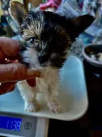 Gracie , a female Biewer for sale in New York, NY – Photo 3 of 8