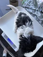 Gracie , a female Biewer for sale in New York, NY – Photo 6 of 8