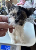 Gracie , a female Biewer for sale in New York, NY – Photo 2 of 8