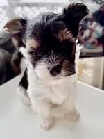 Gracie , a female Biewer for sale in New York, NY – Photo 8 of 8