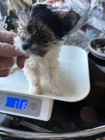 Gracie , a female Biewer for sale in New York, NY – Photo 4 of 8