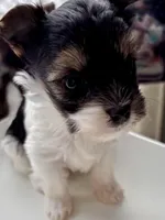 Gracie , a female Biewer for sale in New York, NY – Photo 7 of 8