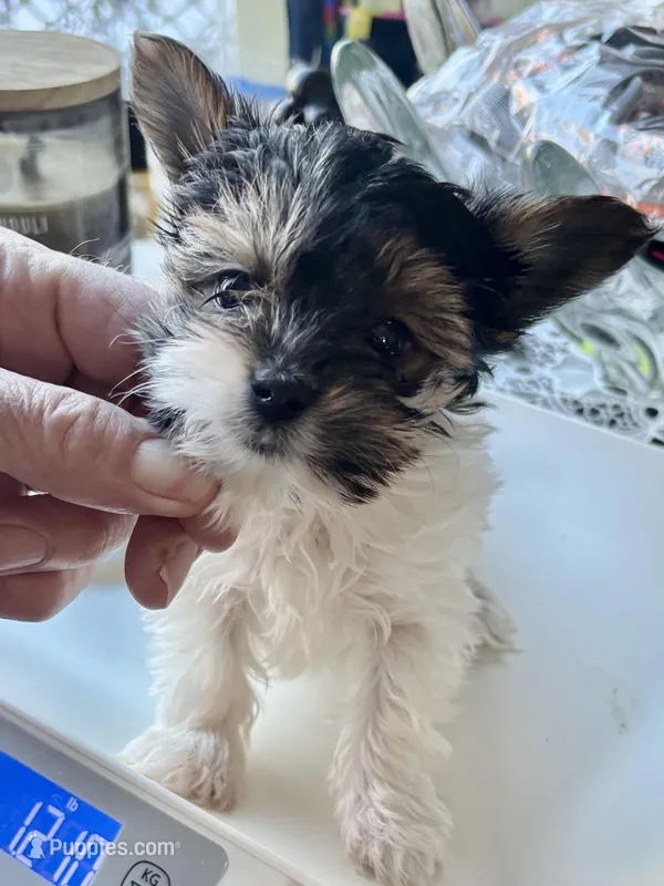 Gracie  – Biewer puppy for sale in New York, NY