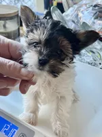 Gracie , a female Biewer for sale in New York, NY – Photo 1 of 8