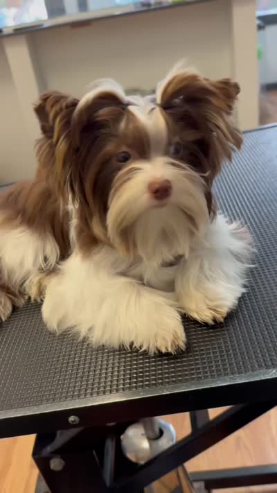Princess Dolores, a female Biewer for sale in New York, NY – 6 of 6