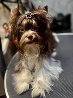 Franco on hold, a male Biewer for sale in New York, NY – 1 of 9
