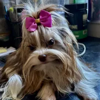 Alegria, a female Biewer for sale in New York, NY – Photo 2 of 6