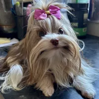 Alegria, a female Biewer for sale in New York, NY – Photo 3 of 6