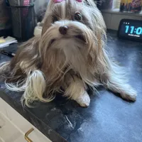 Alegria, a female Biewer for sale in New York, NY – Photo 4 of 6