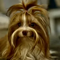 Alegria, a female Biewer for sale in New York, NY – Photo 1 of 6