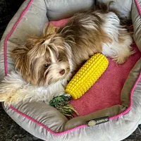 Alegria, a female Biewer for sale in New York, NY – Photo 5 of 6