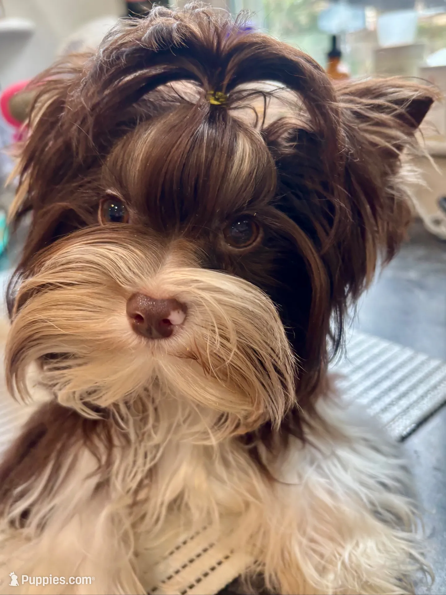 Franco on hold, a male Biewer for sale in New York, NY – 2 of 9
