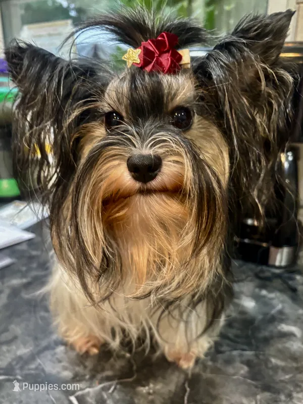 Harlequin  – Biewer puppy for sale in Roslyn Heights, NY