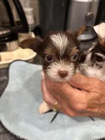 Princess Dolores, a female Biewer for sale in New York, NY – Photo 5 of 6