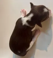 Princess Dolores, a female Biewer for sale in New York, NY – Photo 4 of 6