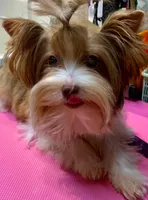 Princess Dolores, a female Biewer for sale in New York, NY – Photo 2 of 6