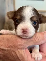 Princess Dolores, a female Biewer for sale in New York, NY – Photo 3 of 6