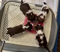 Princess Dolores, a female Biewer for sale in New York, NY – Photo 6 of 6