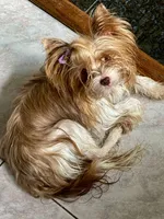 Donatella, a female Biewer for sale in New York, NY – Photo 6 of 6