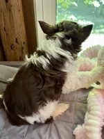 Donatella, a female Biewer for sale in New York, NY – Photo 5 of 6