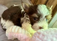 Donatella, a female Biewer for sale in New York, NY – Photo 3 of 6