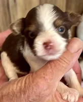 Donatella, a female Biewer for sale in New York, NY – Photo 4 of 6