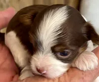 Donatella, a female Biewer for sale in New York, NY – Photo 2 of 6