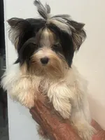 Hope, a female Biewer for sale in Roslyn Heights, NY – 3 of 10