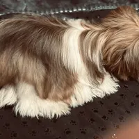 Armani, a male Biewer for sale in New York, NY – Photo 5 of 7