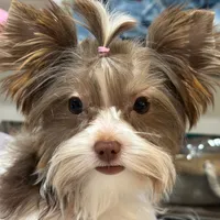 Armani, a male Biewer for sale in New York, NY – Photo 1 of 7