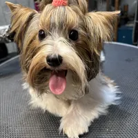 Armani, a male Biewer for sale in New York, NY – Photo 6 of 7