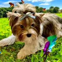 Armani, a male Biewer for sale in New York, NY – Photo 4 of 7
