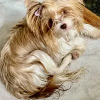 Armani, a male Biewer for sale in New York, NY – Photo 7 of 7