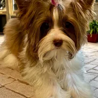 Armani, a male Biewer for sale in New York, NY – Photo 3 of 7