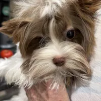 Armani, a male Biewer for sale in New York, NY – Photo 2 of 7