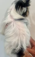 Hope, a female Biewer for sale in Roslyn Heights, NY – 6 of 10