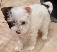 Little Angel, a female Biewer for sale in New York, NY – Photo 3 of 3