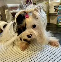 Little Angel, a female Biewer for sale in New York, NY – Photo 1 of 3