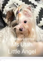 Little Angel, a female Biewer for sale in New York, NY – Photo 2 of 3