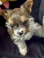 Princess Dolores, a female Biewer for sale in New York, NY – 2 of 6