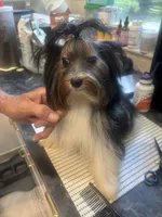 Georgio, a male Biewer for sale in Roslyn Heights, NY – 4 of 6