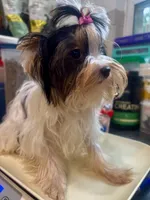 Hope, a female Biewer for sale in Roslyn Heights, NY – 8 of 10