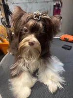 Franco on hold, a male Biewer for sale in New York, NY – 8 of 9