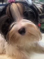 Hope, a female Biewer for sale in Roslyn Heights, NY – 4 of 10