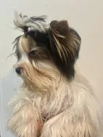 Hope, a female Biewer for sale in Roslyn Heights, NY – 5 of 10