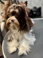 Franco on hold, a male Biewer for sale in New York, NY – 3 of 9