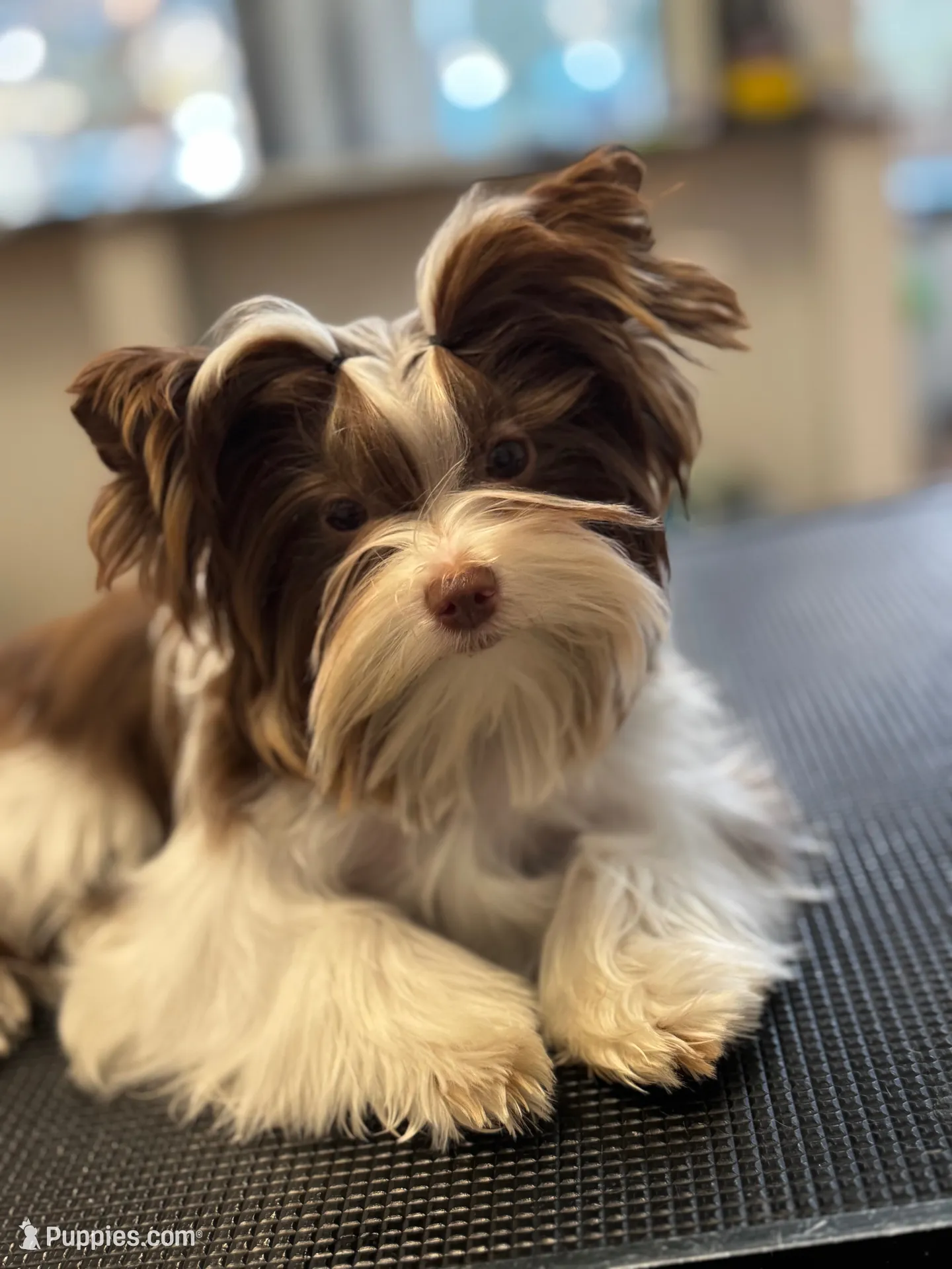 Princess Dolores, a female Biewer for sale in New York, NY – 5 of 6