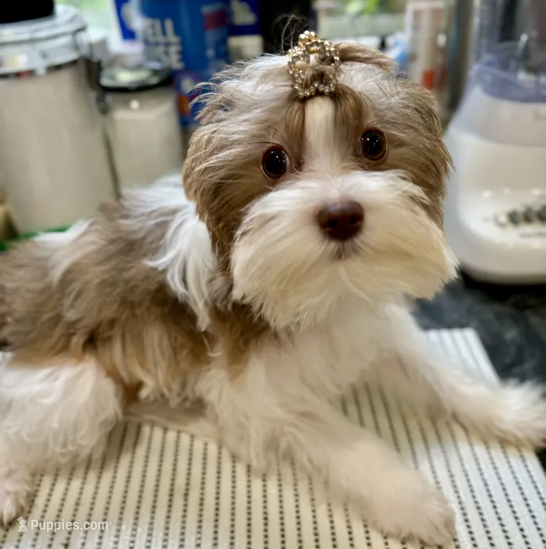 Whitley – Biewer puppy for sale in New York, NY
