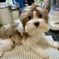 Whitley, a female Biewer for sale in New York, NY – Photo 4 of 7